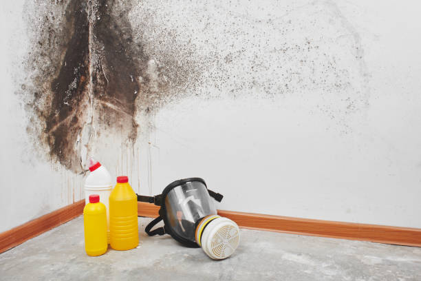 Best Mold Remediation for Schools in Hamilton, TX