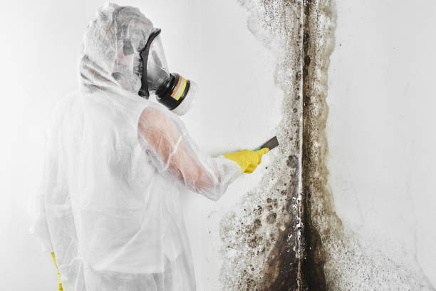 Hamilton, TX Mold Remediation Company