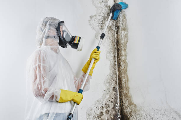 Best Crawl Space Mold Remediation in Hamilton, TX