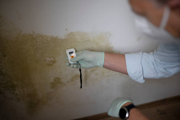Best Black Mold Remediation in Hamilton, TX