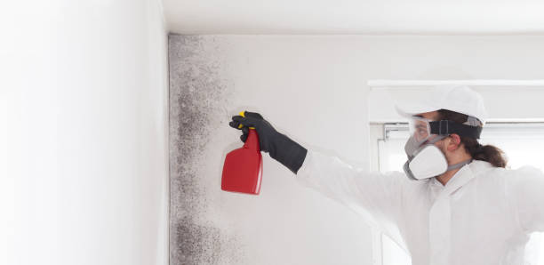 Best Basement Mold Remediation in Hamilton, TX