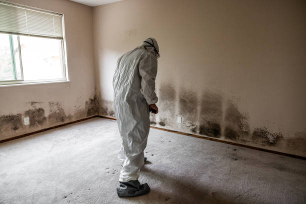 Best DIY Mold Remediation Support Services in Hamilton, TX