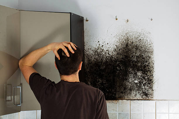 Best HVAC Mold Remediation in Hamilton, TX