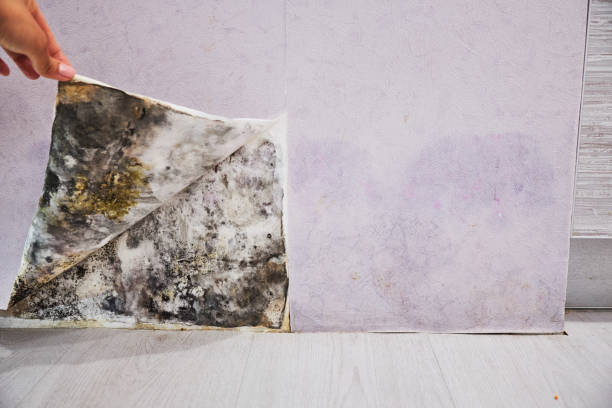 Best Residential Mold Remediation in Hamilton, TX